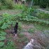 les derniers légumes du jardin