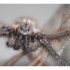 l'araignée