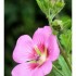 pelargonium hemley