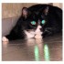 Le chat et le laser .