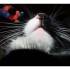 Réglisse mon chat !