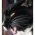 Réglisse le chat.