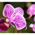Mon orchidée