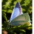 Lycéne bleu ou Argus bleu