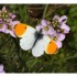 Aurore anthocaris cardamine