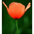 Coquelicot