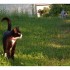 Comme chien et chat.