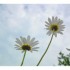 Oh marguerite !