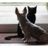 Mes z'animaux !