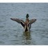 Les canards au Lac de Contrexeville
