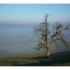Le brouillard