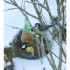 Encore des piou piou dans le jardin.