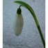 Perce-neige et crocus