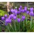 Les crocus de mon jardin.