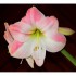 Mon Amaryllis