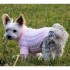 Ma chienne Gaufrette