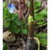 Mon muguet