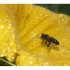 Encore un petit tour dans mon jardin...