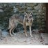 Les loups de Saulxures les Bulgnéville D