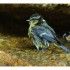 Une mésange