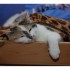 Le chat....