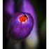 Les crocus