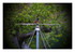 Rouge-queue noir et rouge-queue a tête b