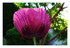 Mes pavots