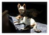 Mes z'animaux .