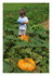 Les citrouilles d'une copine !