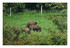 Des bisons dans les Vosges.