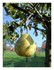 Mes fruits et légumes.