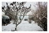 Mes z'animaux dans la neige !