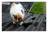 Mon chat est sadique .