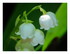 Le muguet du premier mai !