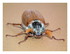 Les Melolonthinae ou hannetons !