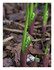 Mon muguet.