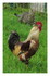 CHATON découvre les poules !