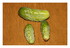 Mes premiers cornichons !