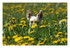 La petite chienne dans la prairie...