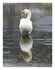 Les cygnes.