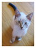 Kiki le chaton de ma mére !