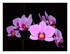 Mes orchidées !