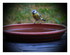 La mésange et son bain !