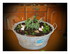 Mes plantes !