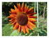 Mes tournesols
