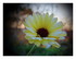 Mes fleurs !
