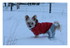 La neige est là !