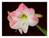 Mon amaryllis