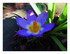 Mes crocus